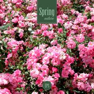 Spring nature background with pink roses