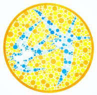 Color blind test -swallow
