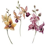 Beautiful orchid flower