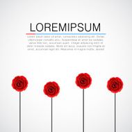 Four red roses on white background