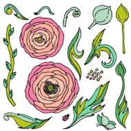Ranunculus-rose flowers vector set