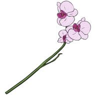 Vector Cartoon Isolated Illustration - Pink Orchid