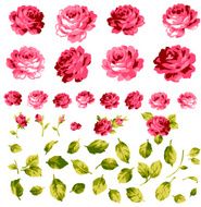 Rose N39