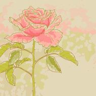 Pink rose on toned background