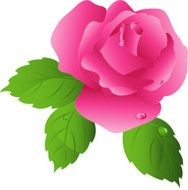 Rose N40
