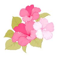 Flower of mallow N2