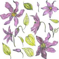 watercolor vector floral set N8