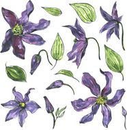 watercolor vector floral set N9