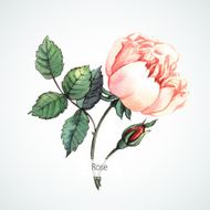 Rose Watercolor vector illustration