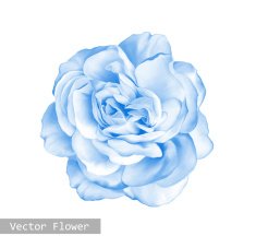 Light blue Rose Flower