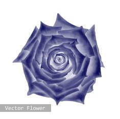dark blue purple Rose Flower