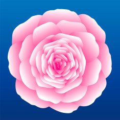 pink rose N11