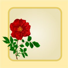 Golden frame with red rose vector