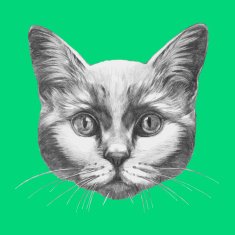 Hand drawn portrait of Cat