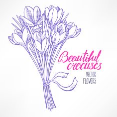 bouquet of sketch crocuses