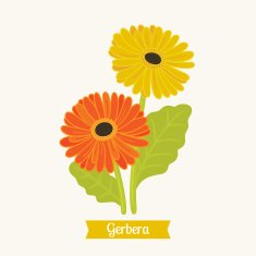 Floral educational cards G for Gerbera