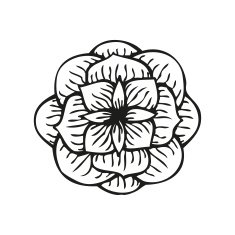 Rose in tattoo style hand drawn flower