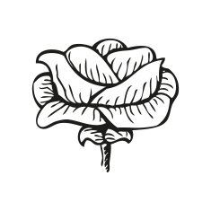Rose in tattoo style hand drawn flower N2