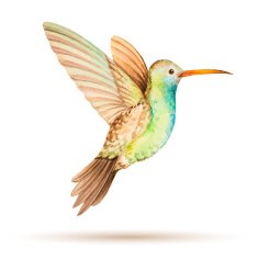 Hummingbird N7