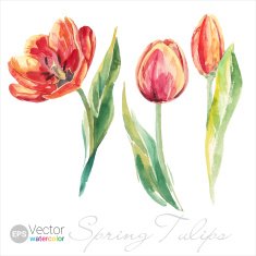 Vector Watercolor spring tulips set
