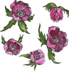 Vintage Floral Design Elements N6