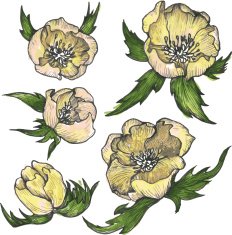 Vintage Floral Design Elements N7