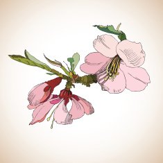 flowers set sketch N5