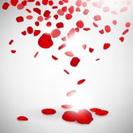 background of rose petals