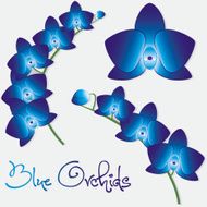 Orchid flower set in vector format N6