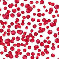 Valentine card with Petals of a rose EPS 10 N2