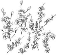Hand drawn cherry flowers