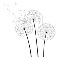 Black vector dandelions N22