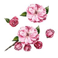 Watercolor set with branch of flowers