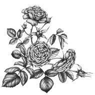 Tea-rose flowers