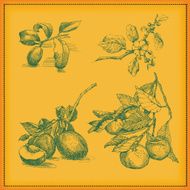 Fruits N23