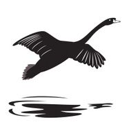 Swan N10