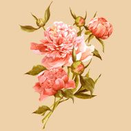 Pink watercolor peonies vintage greeting card N5