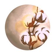 cotton flowers