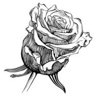 black and white digital drawing sketch rose