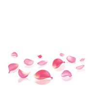 Falling rose peta N6