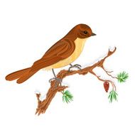Bird on a branch of pine Christmas motive vector