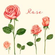 Vector Rose watercolor N2