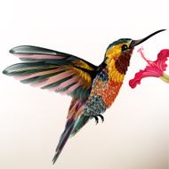 Beautiful colorful hummingbird with flower