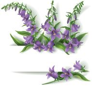 Bluebell flowers