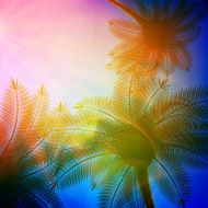 Palm trees with beautiful sunset N16