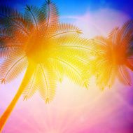 Palm trees with beautiful sunset N17