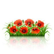Red poppies in grass vector N3