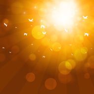 Summer Birds Fliying