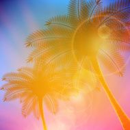 Palm trees with beautiful sunset N18