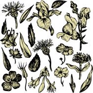 vintage vector floral set N5